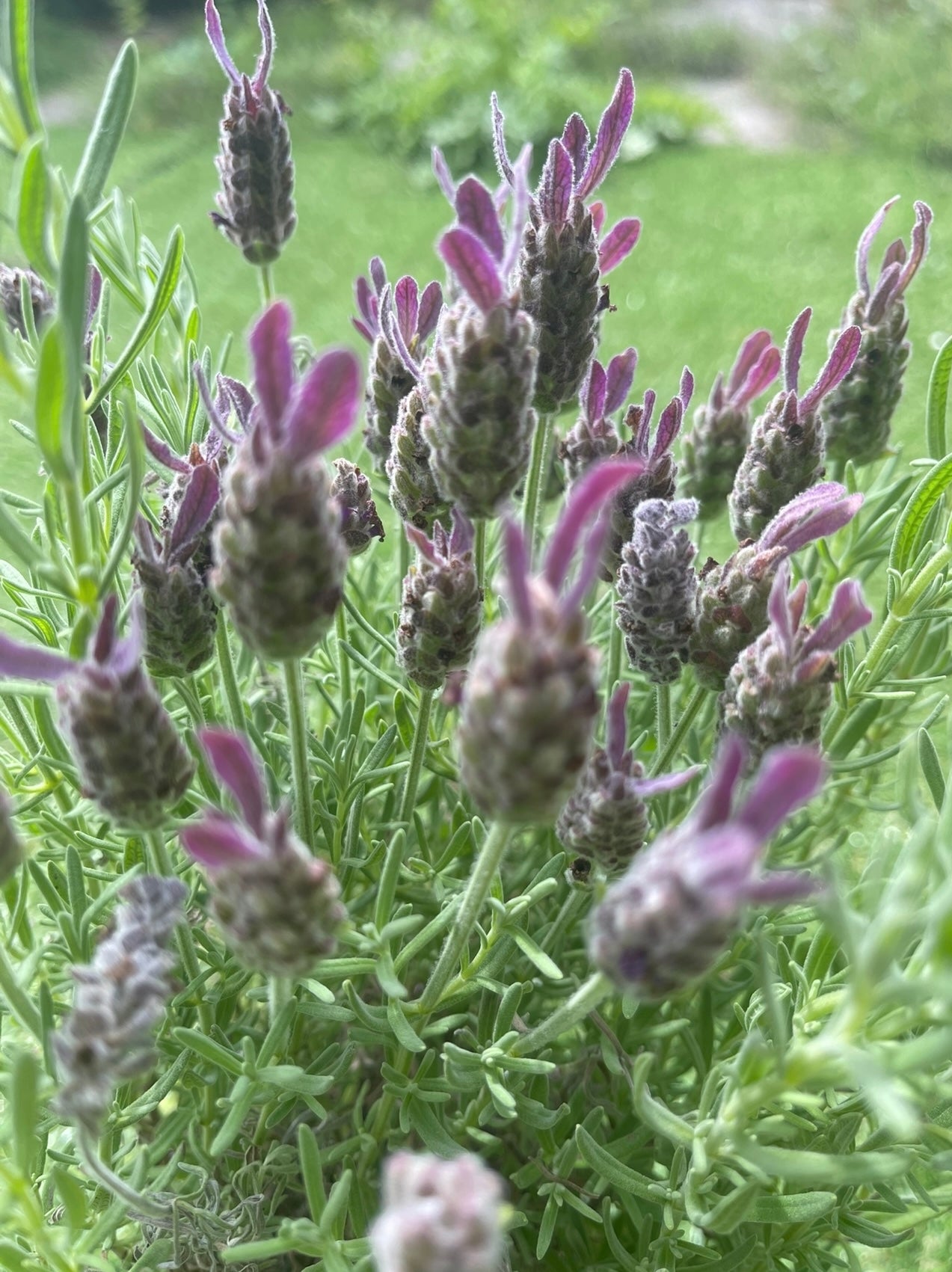 Lavissence – 100% Natural Lavender Gift Set
